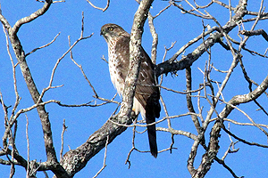 Cooper's Hawk